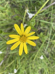 Silphium asteriscus latifolium
