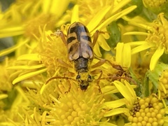 Xestoleptura