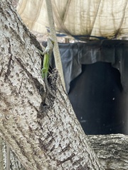 Anolis leachii