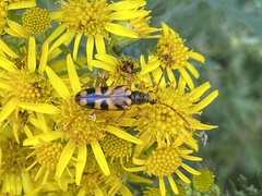 Xestoleptura