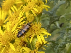 Xestoleptura