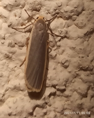 Eilema lurideola