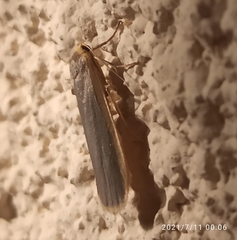 Eilema lurideola
