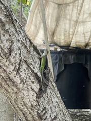 Anolis leachii