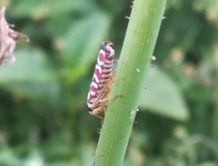 Agrosoma
