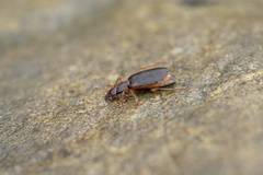Cymindis limbata