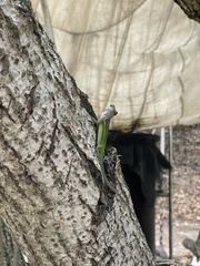 Anolis leachii