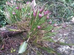 Isochilus chiriquensis