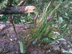 Isochilus chiriquensis