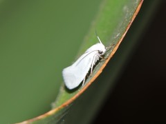 Prodoxus decipiens