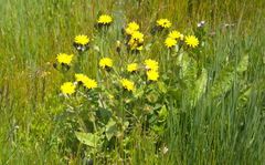 Picris japonica kamtschatica