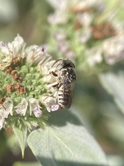 Coelioxys coturnix