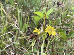 Lysimachia quadriflora