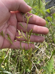 Lysimachia quadriflora