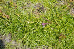 Fimbristylis dichotoma ochotensis