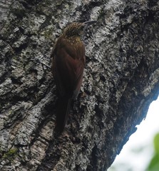 Lepidocolaptes souleyetii