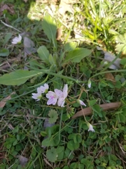 Claytonia