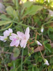 Claytonia