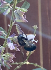 Xylocopa californica