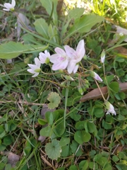 Claytonia