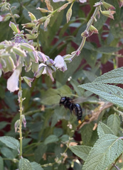 Xylocopa californica