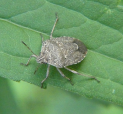 Hymenarcys nervosa