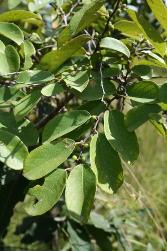Bridelia ferruginea