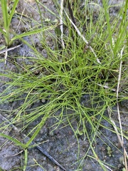 Rhynchospora thornei