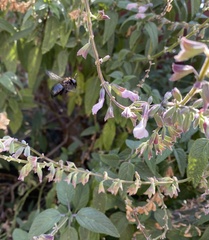 Xylocopa californica