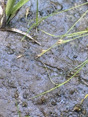 Rhynchospora thornei