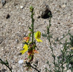 Acmispon glaber glaber