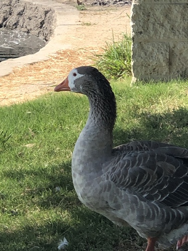 photo of Grey Geese (Anser)