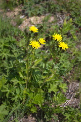 Picris japonica kamtschatica