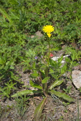 Picris japonica kamtschatica