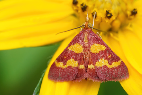 Coffee-loving and Southern Purple Mint Moths photo 5