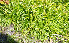 Fimbristylis dichotoma ochotensis