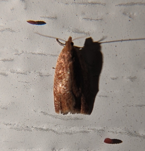 Privet Tortrix photo 3