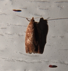 Clepsis consimilana