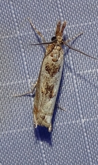Prionapteryx achatina