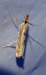 Prionapteryx achatina