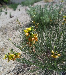 Acmispon glaber glaber