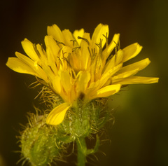 Crepis setosa