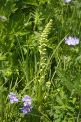 Platanthera convallariifolia