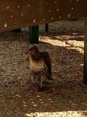 Buteo jamaicensis