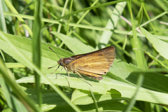 Poanes viator
