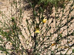 Acmispon glaber glaber