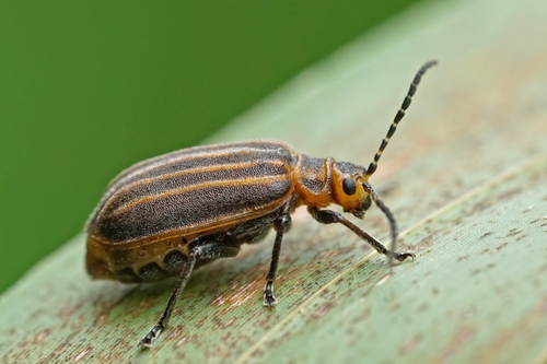 Skeletonizing leaf beetle photo 3