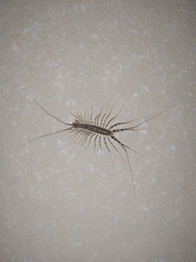 Scutigera coleoptrata