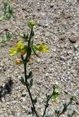 Acmispon glaber glaber