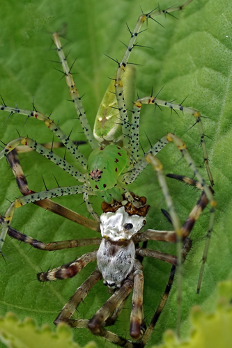 Green Lynx Spider photo 6